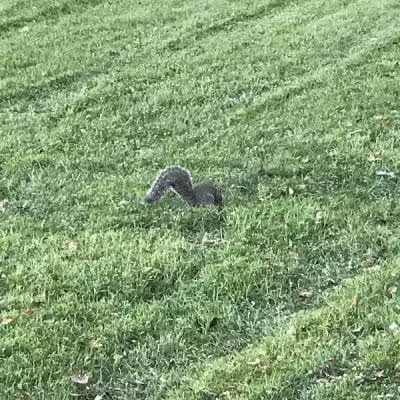 Lazelle Woods Park - Westerville, OH