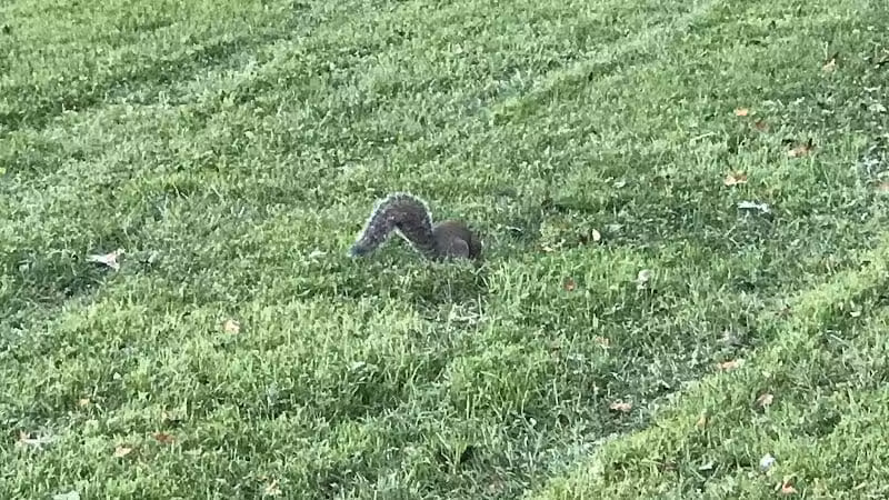 Lazelle Woods Park - Westerville, OH