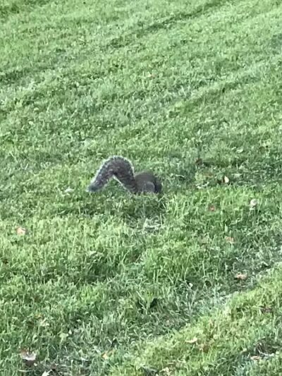 Lazelle Woods Park - Westerville, OH