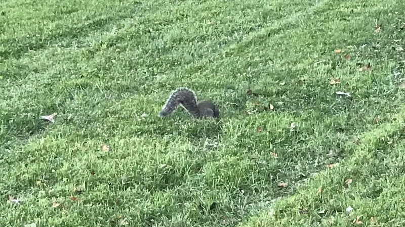 Lazelle Woods Park - Westerville, OH