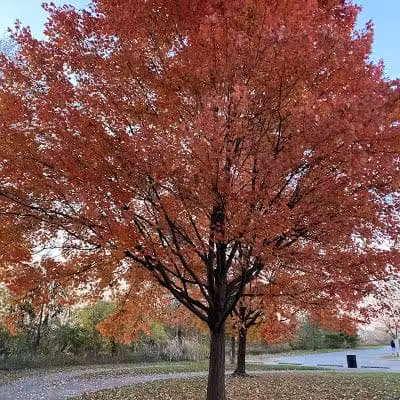 Lazelle Woods Park - Westerville, OH