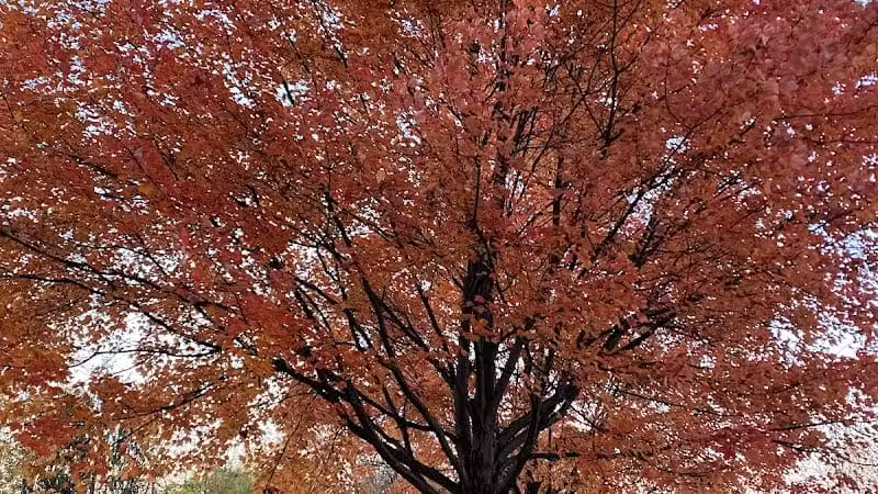 Lazelle Woods Park - Westerville, OH