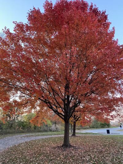Lazelle Woods Park - Westerville, OH