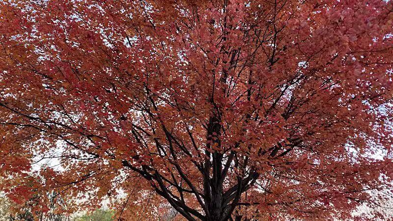 Lazelle Woods Park - Westerville, OH
