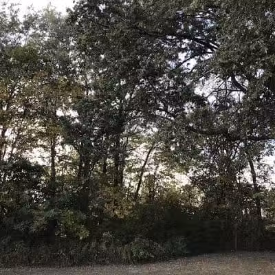 Lazelle Woods Park - Westerville, OH