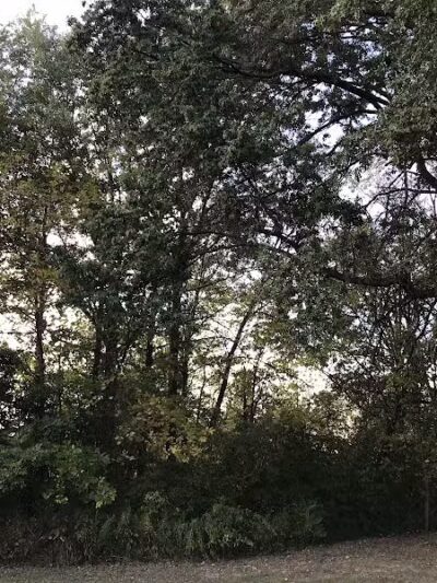 Lazelle Woods Park - Westerville, OH