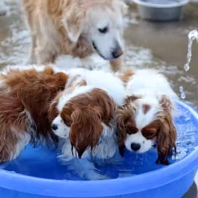 Rocky Fork Dog Park - Westerville, OH