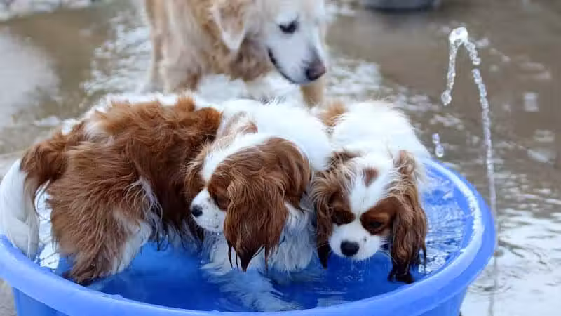 Rocky Fork Dog Park - Westerville, OH
