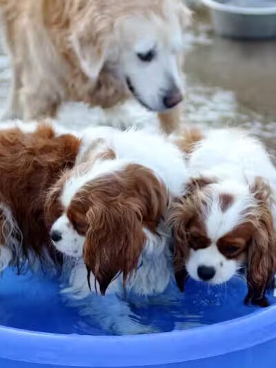 Rocky Fork Dog Park - Westerville, OH