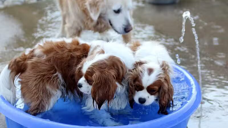 Rocky Fork Dog Park - Westerville, OH