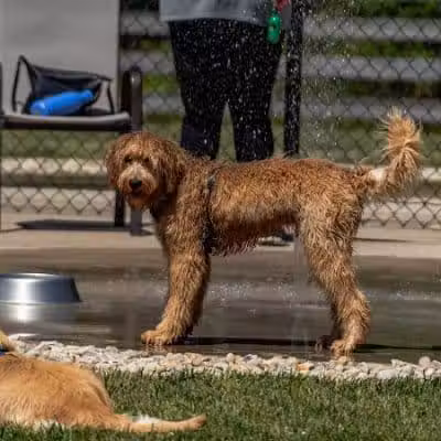 Rocky Fork Dog Park - Westerville, OH