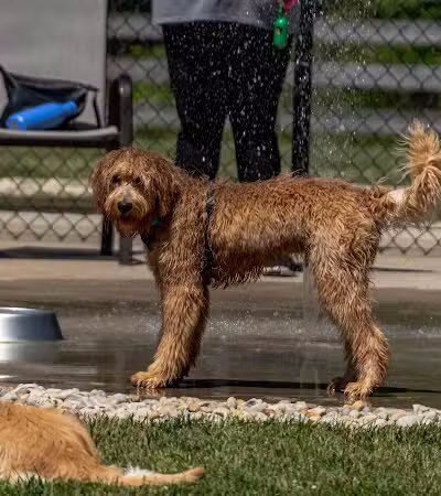 Rocky Fork Dog Park - Westerville, OH