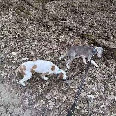 Rocky Fork Dog Park - Westerville, OH