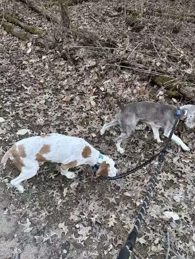 Rocky Fork Dog Park - Westerville, OH