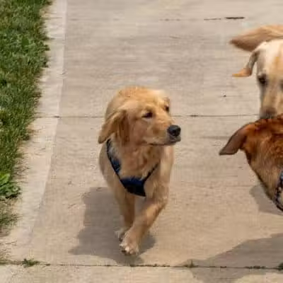 Rocky Fork Dog Park - Westerville, OH