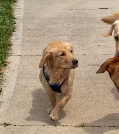Rocky Fork Dog Park - Westerville, OH