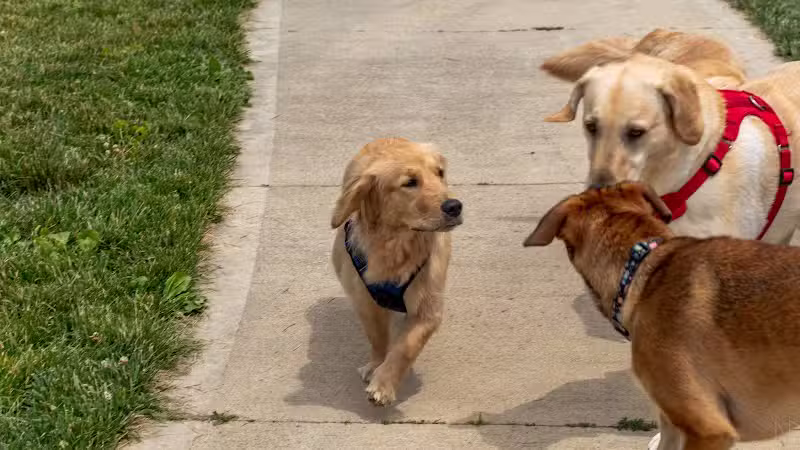Rocky Fork Dog Park - Westerville, OH