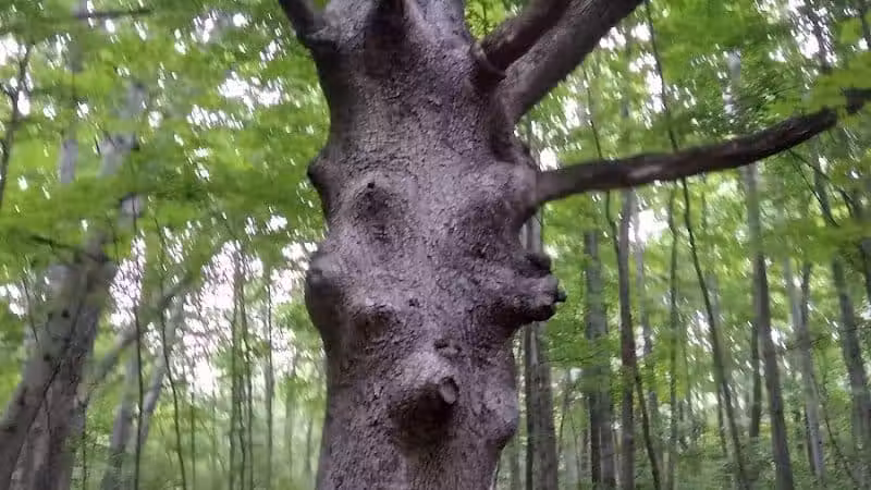 Walnut Bluffs Park - Westerville, OH