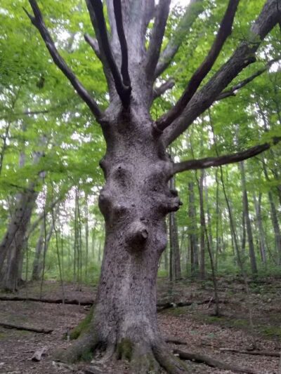 Walnut Bluffs Park - Westerville, OH