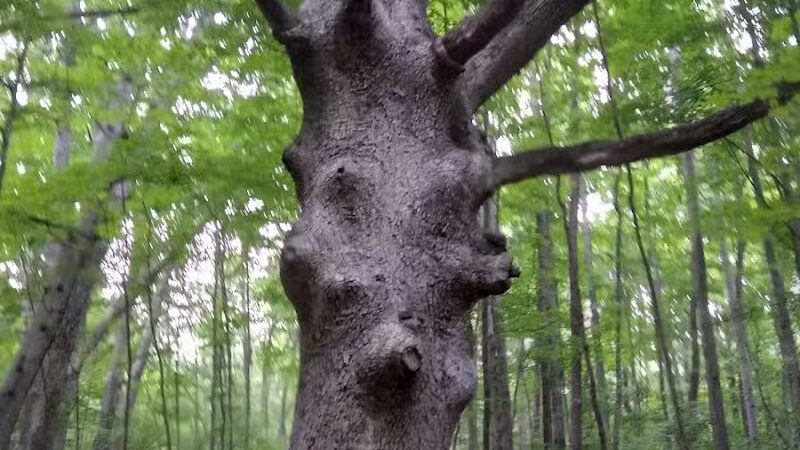 Walnut Bluffs Park - Westerville, OH