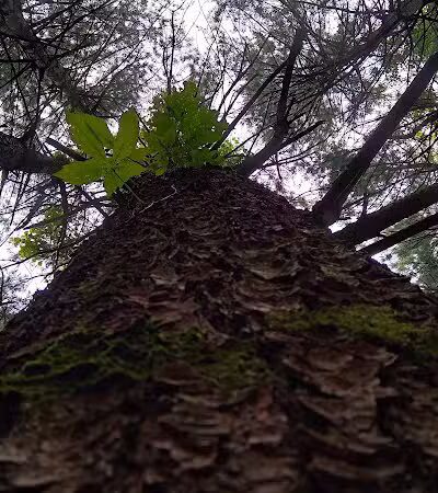 Walnut Bluffs Park - Westerville, OH