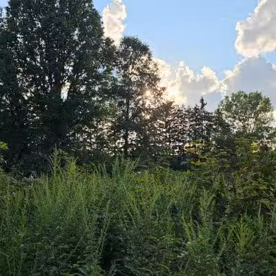 Warner Woods Park & Pavilion - Westerville, OH