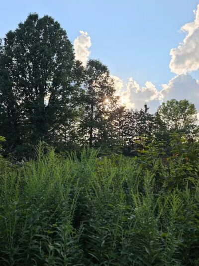 Warner Woods Park & Pavilion - Westerville, OH