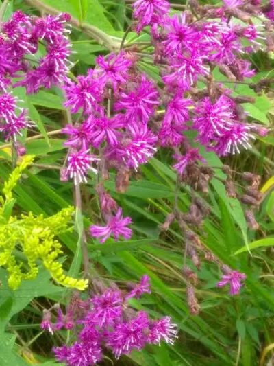 Westfield Center Village Park - Westfield Center, OH