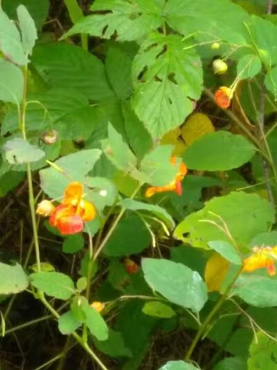 Westfield Center Village Park - Westfield Center, OH