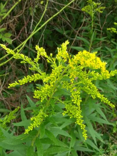 Westfield Center Village Park - Westfield Center, OH