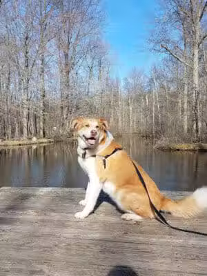 Bradley Woods Reservation - Westlake, OH