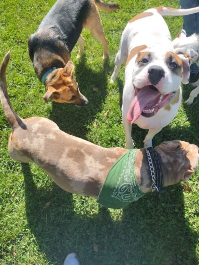 Fitzsimmons Family Dog Park - Wheeling, WV