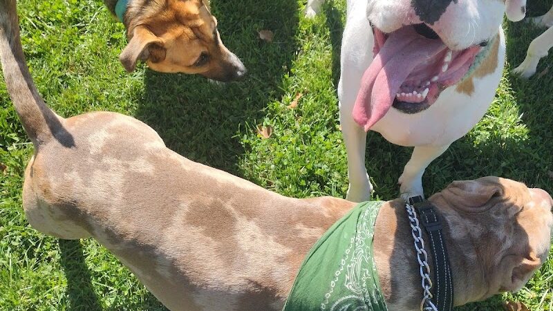 Fitzsimmons Family Dog Park - Wheeling, WV