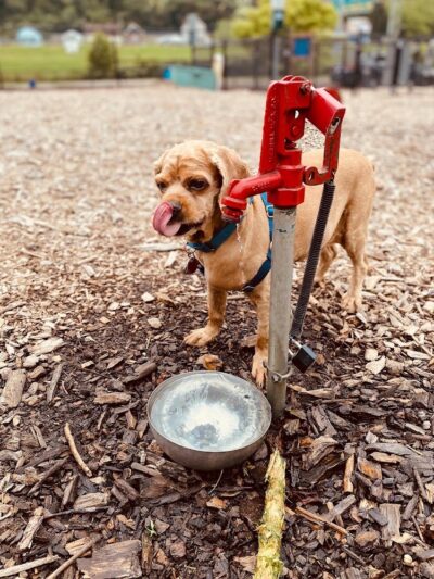 Fitzsimmons Family Dog Park - Wheeling, WV