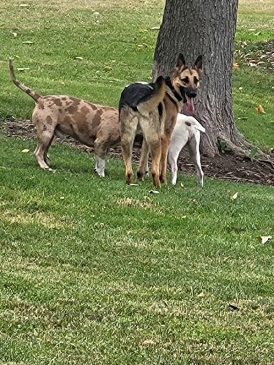 Fitzsimmons Family Dog Park - Wheeling, WV