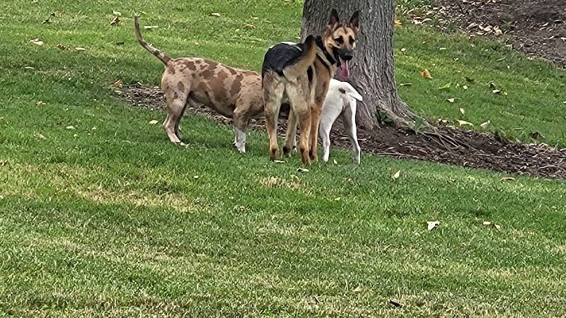 Fitzsimmons Family Dog Park - Wheeling, WV