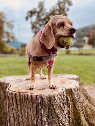 Fitzsimmons Family Dog Park - Wheeling, WV