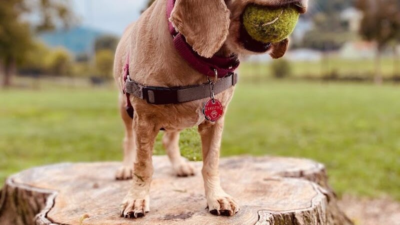 Fitzsimmons Family Dog Park - Wheeling, WV