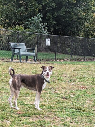 Fitzsimmons Family Dog Park - Wheeling, WV