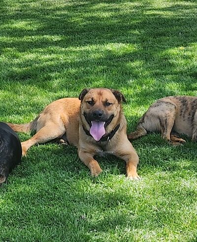 Fitzsimmons Family Dog Park - Wheeling, WV