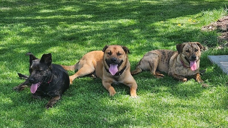 Fitzsimmons Family Dog Park - Wheeling, WV