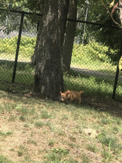 Fitzsimmons Family Dog Park - Wheeling, WV