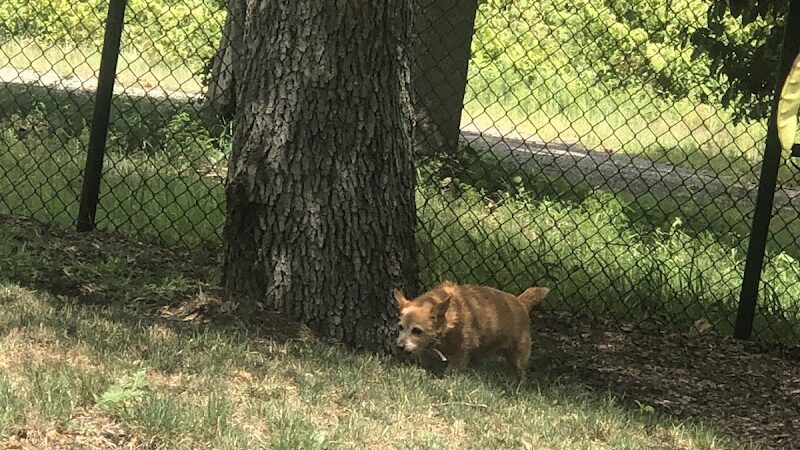 Fitzsimmons Family Dog Park - Wheeling, WV