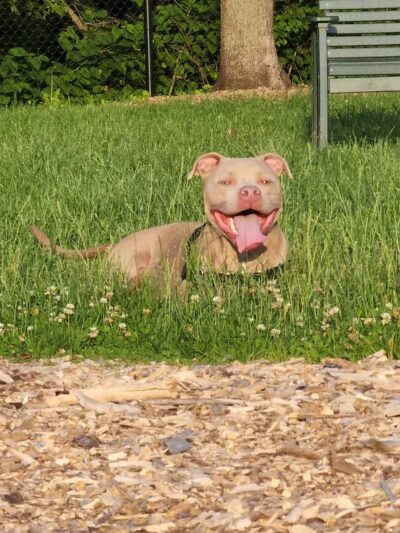 Fitzsimmons Family Dog Park - Wheeling, WV