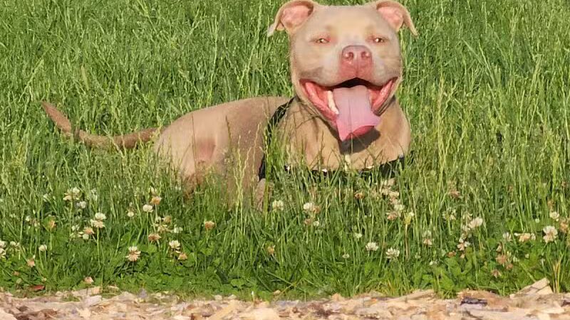 Fitzsimmons Family Dog Park - Wheeling, WV