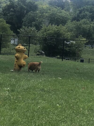 Fitzsimmons Family Garden Park Dog Park - Wheeling, WV