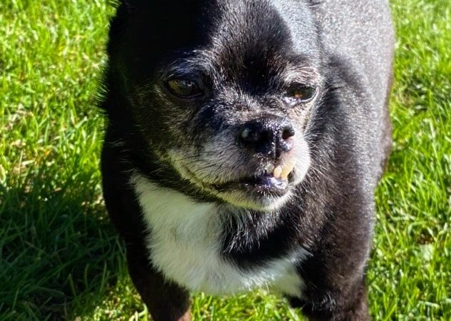 Fitzsimmons Family Garden Park Dog Park - Wheeling, WV