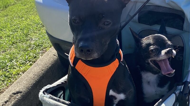 Fitzsimmons Family Garden Park Dog Park - Wheeling, WV