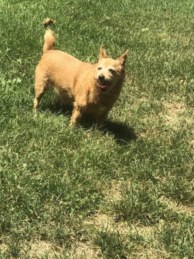 Fitzsimmons Family Garden Park Dog Park - Wheeling, WV