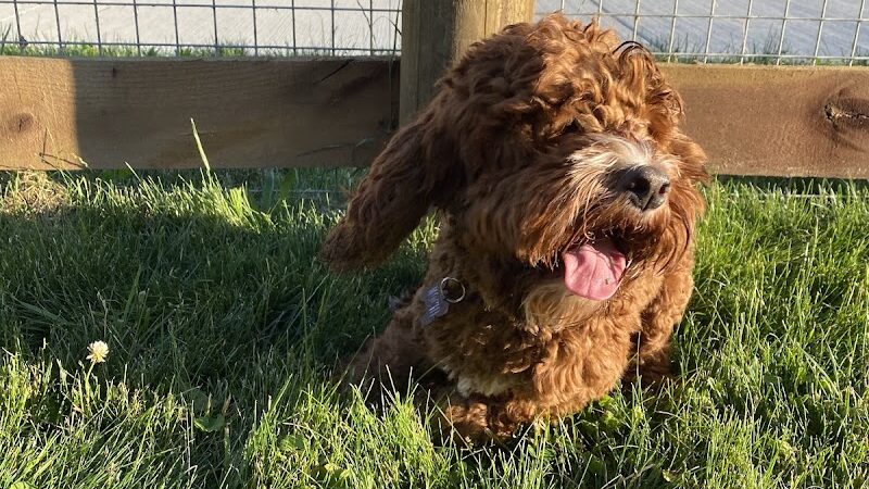 Central Bark Dog Park - Whitehall, OH